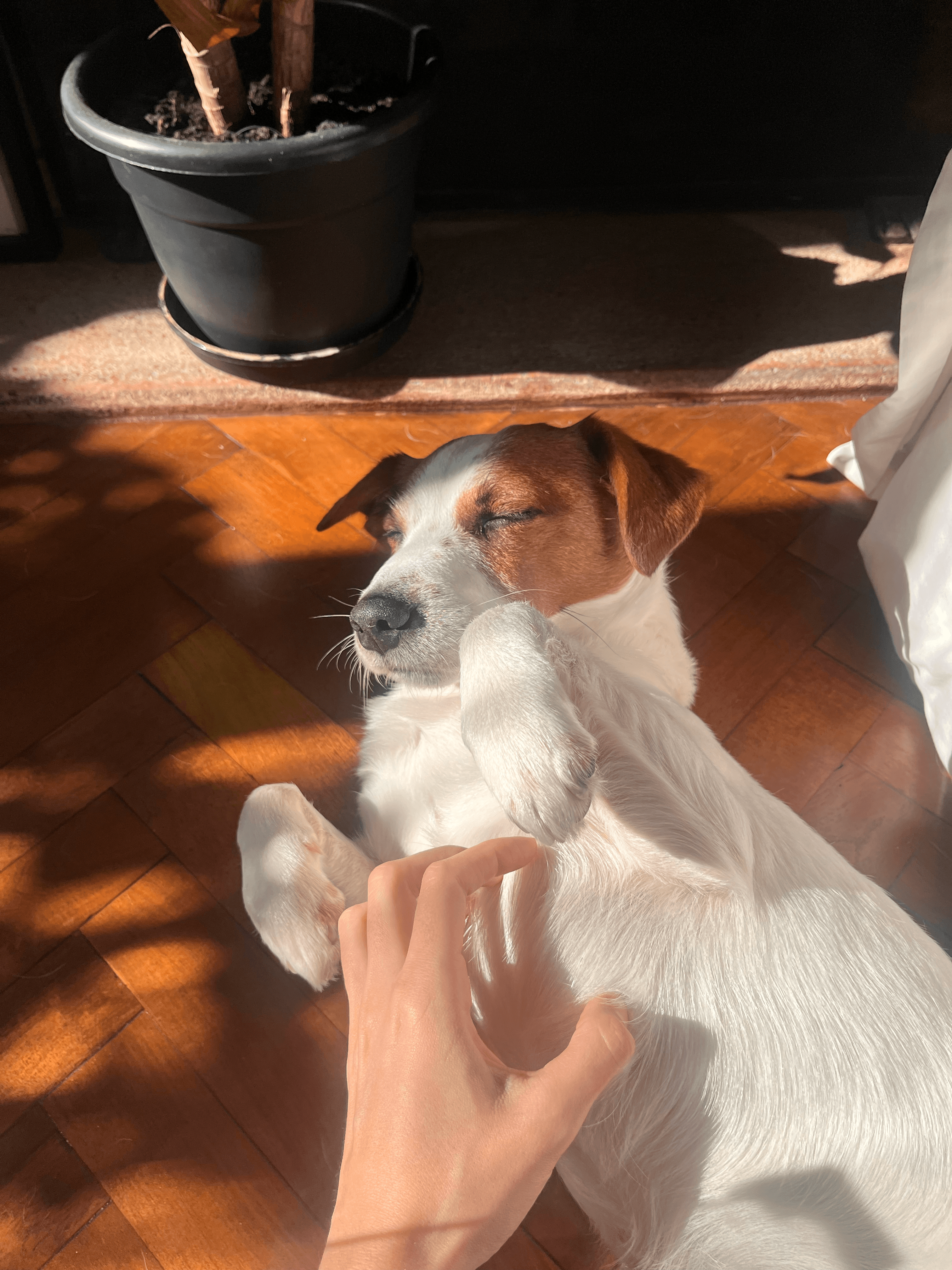 my-dog.JPG
